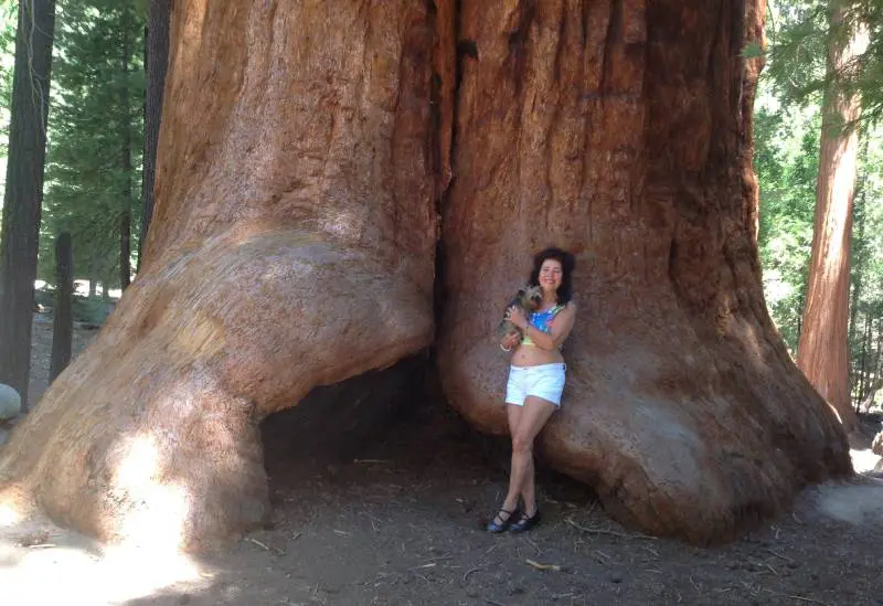 Beautiful Giant Sequoia Trees